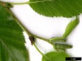 SpeciesSub: subsp. utilis SpeciesSub: subsp. utilis